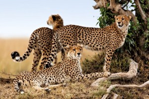 Tanzanija 300x199 - Safari, izpolnitev afriških sanj