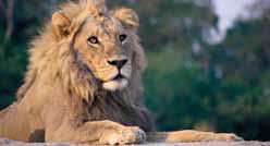 Kenija, Tanzanija, Zanzibar