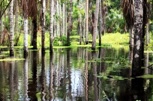 Amazonija-Deževni gozd