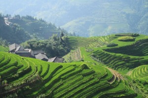 Kitajska riževa polja