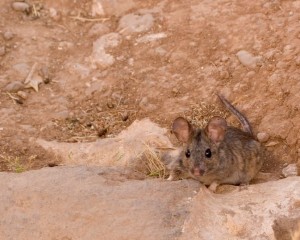 Jordanija z Marjanom Ogorevcem
