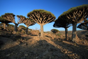 Socotra