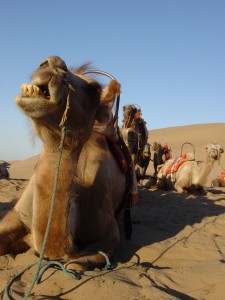 Svilena cesta-centralnoazijske dvogrbe kamele