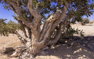 Frankincense-Boswellia Sacra