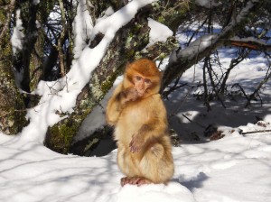 Maroko-Opica v snegu