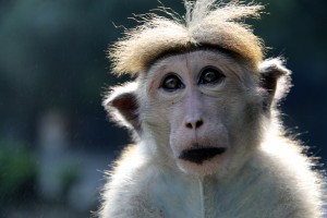 Oho, kdo pa so tile?