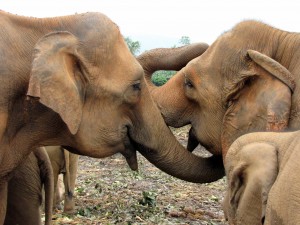 Na Šrilanki radi se imamo