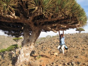 Jemen-Sokotra-Dracaena Cinnabari-Drevo zmajeve krvi