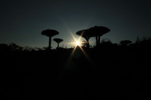 Jemen-Sokotra-Dracaena Cinnabari-Drevo zmajeve krvi