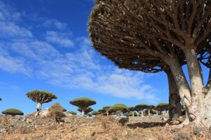 Jemen-Sokotra-Dracaena Cinnabari-Drevo zmajeve krvi