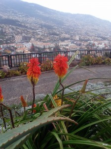MADEIRA-Barcelos viewpoint, pogled na mesto Funchal s priljubljene razgledne točke