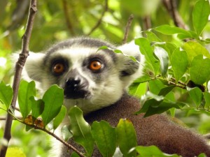 Madagaskar-NP Andasibe