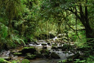 Madagaskar-NP Ranomafana