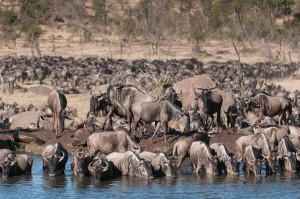 V iskanju vode 300x199 - Migracije živali v savanah Kenije in Tanzanije