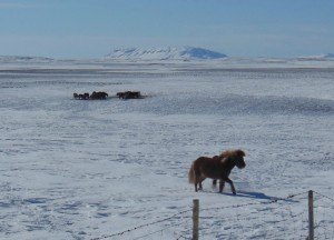 4. Islandski konji