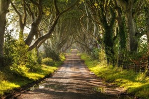 Dark Hedges