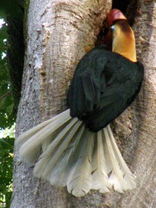 Filipini-kljunorožec Filipini-kljunorožec