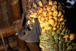 Filipini-netopir Filipini-netopir