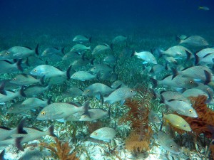 Filipini-ribja jata Filipini-ribja jata