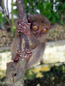 Filipini-tarzi, najmanjši primat na svetu Filipini-tarzi, najmanjši primat na svetu