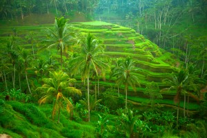 Indonezija Bali rizeva polja 104722481 300x200 - Filipini - &quot;Top 10&quot;
