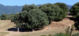 Poklon letalski nesreči