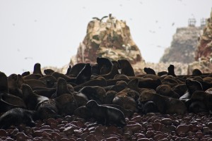 12. Otočje  Ballestas