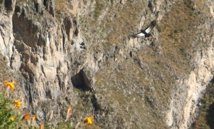 8. Slikovita dnevna soba andskega kondorjaColca1