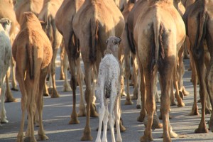 Kamelja karavana