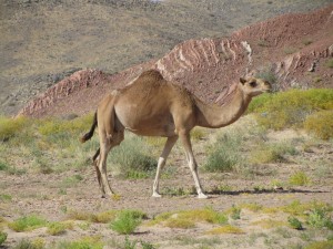 Kamele na vsakem koraku