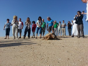 Ras al Jinz - želvje zatočišče