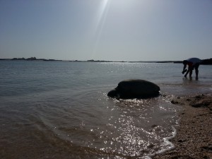 Mogočne zelene karete