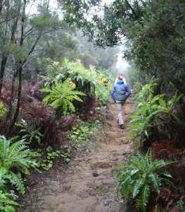 Kanarski otoki - proti vrhu