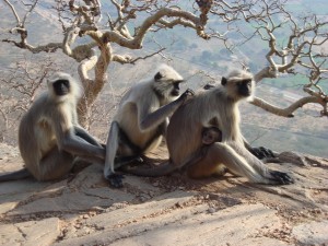 Indija - opice, Savitrin hrib, Puškar