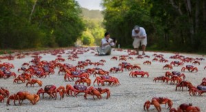 Ruska ruleta kubanskih rakov