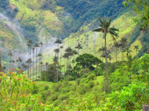 Kolumbija-Cocora