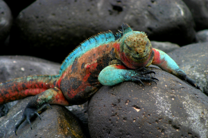 Galapagos