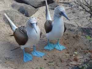 Galapagos