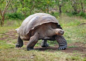 Galapagos