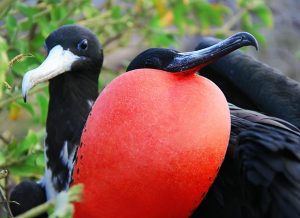 Galapagos