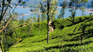 Šrilanka - plantaža čaja