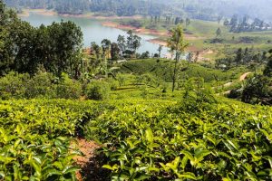 Šrilanka-sprehod po čajnih plantažah