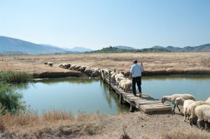 Albanija- Butrint-pastir s čredo ovac