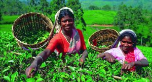 Šrilanka-obiralke čaja-Šrilanka