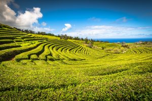 Azori, plantaža čaja