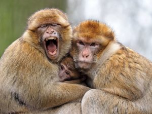 Maroko-berberske opice