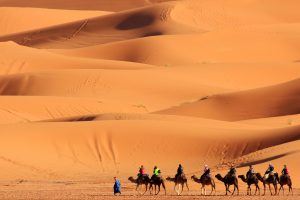 Maroko-puščava kamele
