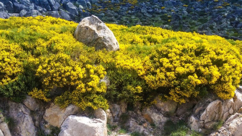 Portugalska-Sierra Estrella