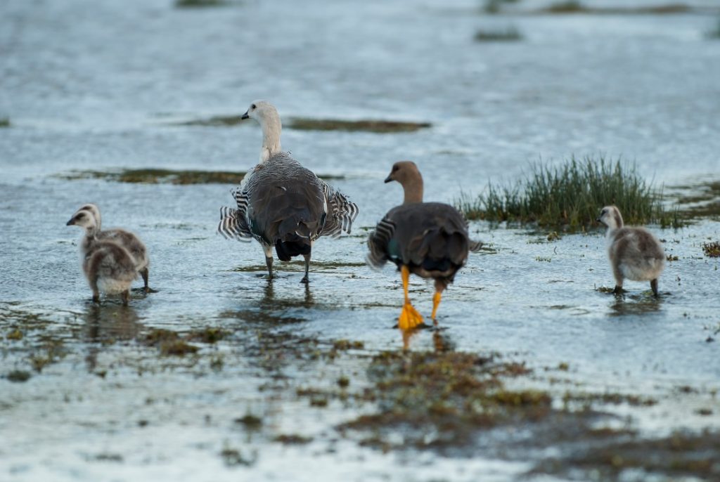 Družina Magellanovih gosi na sprehodu