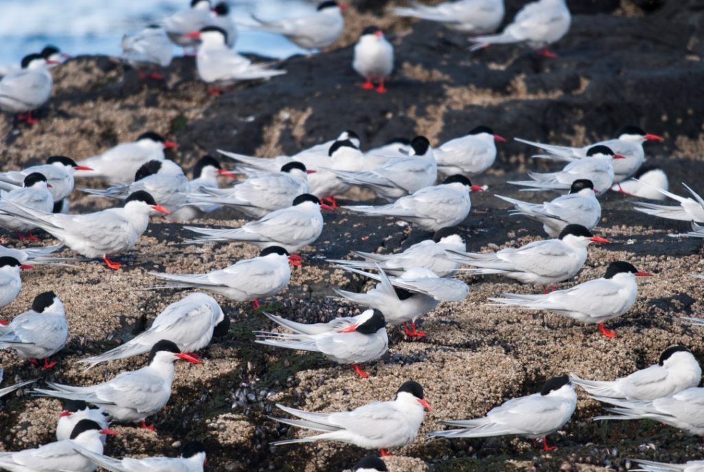 3-Čigre na enem od otokov v Beaglovem prelivu
